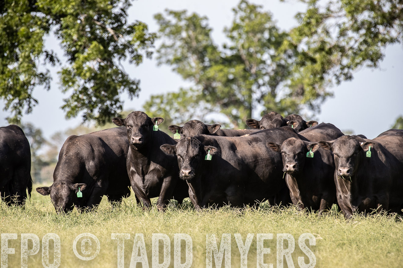 TMyers_44Farms_June2018-0024