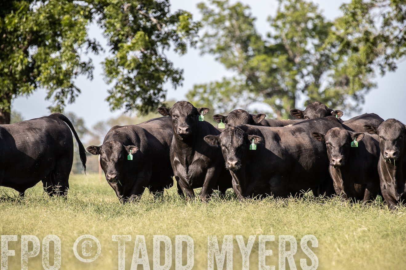TMyers_44Farms_June2018-0027