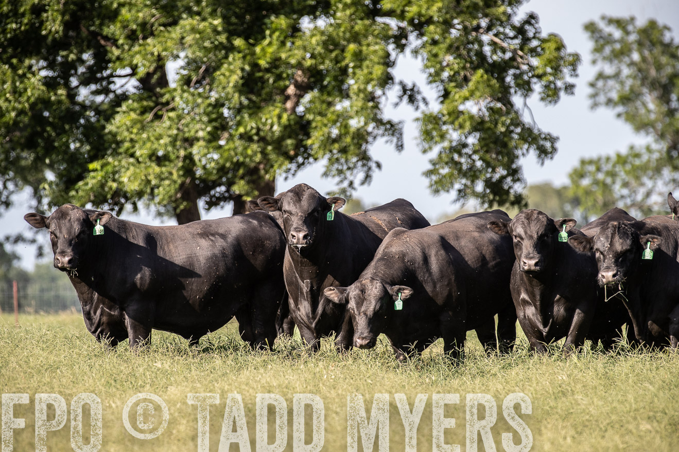 TMyers_44Farms_June2018-0031