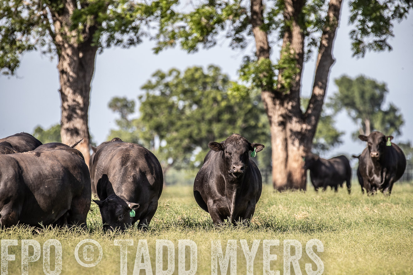 TMyers_44Farms_June2018-0039
