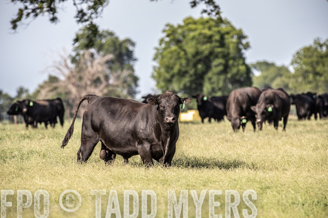 TMyers_44Farms_June2018-0041