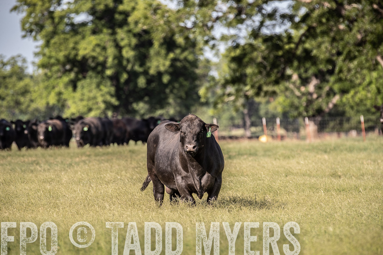 TMyers_44Farms_June2018-0043