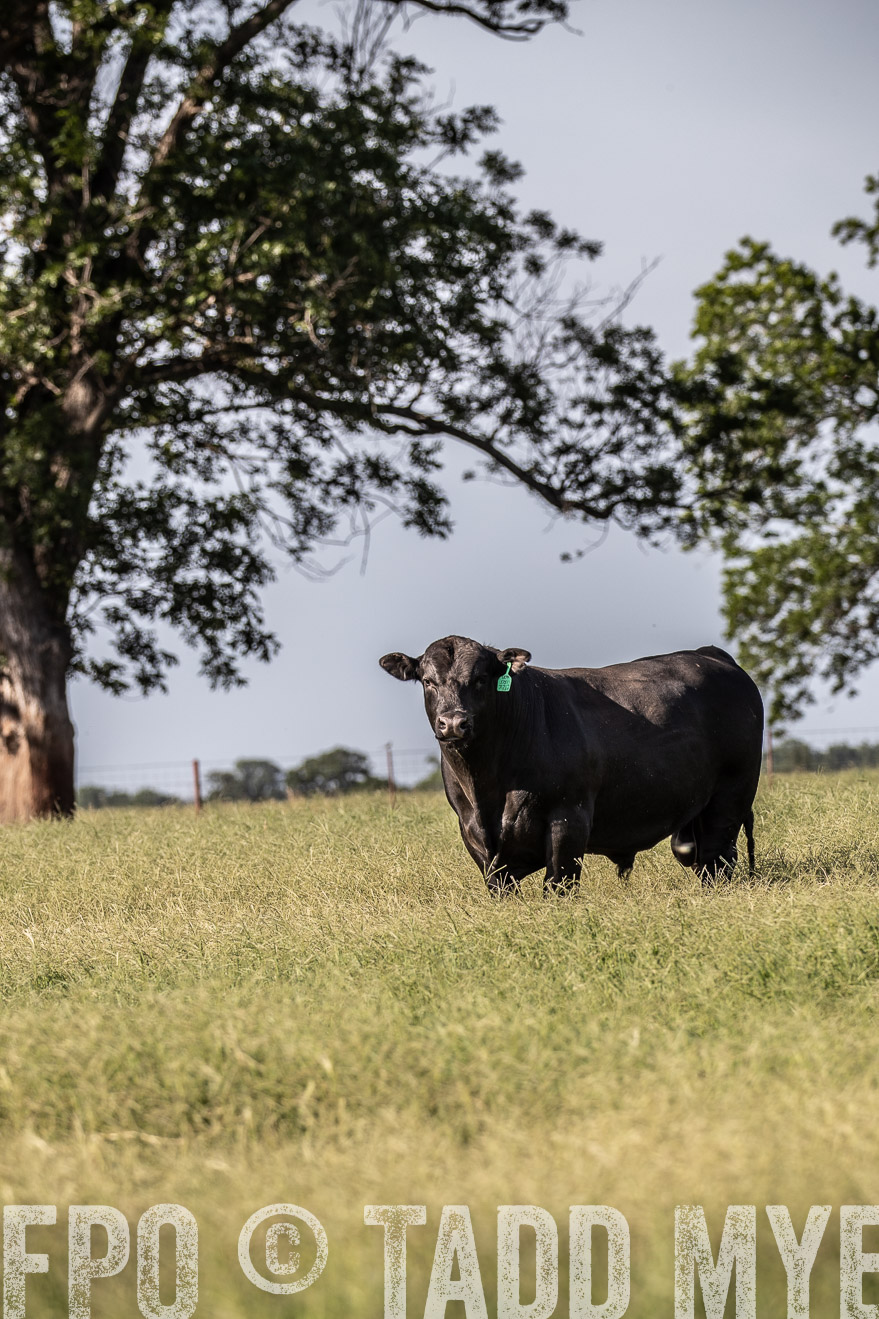TMyers_44Farms_June2018-0063