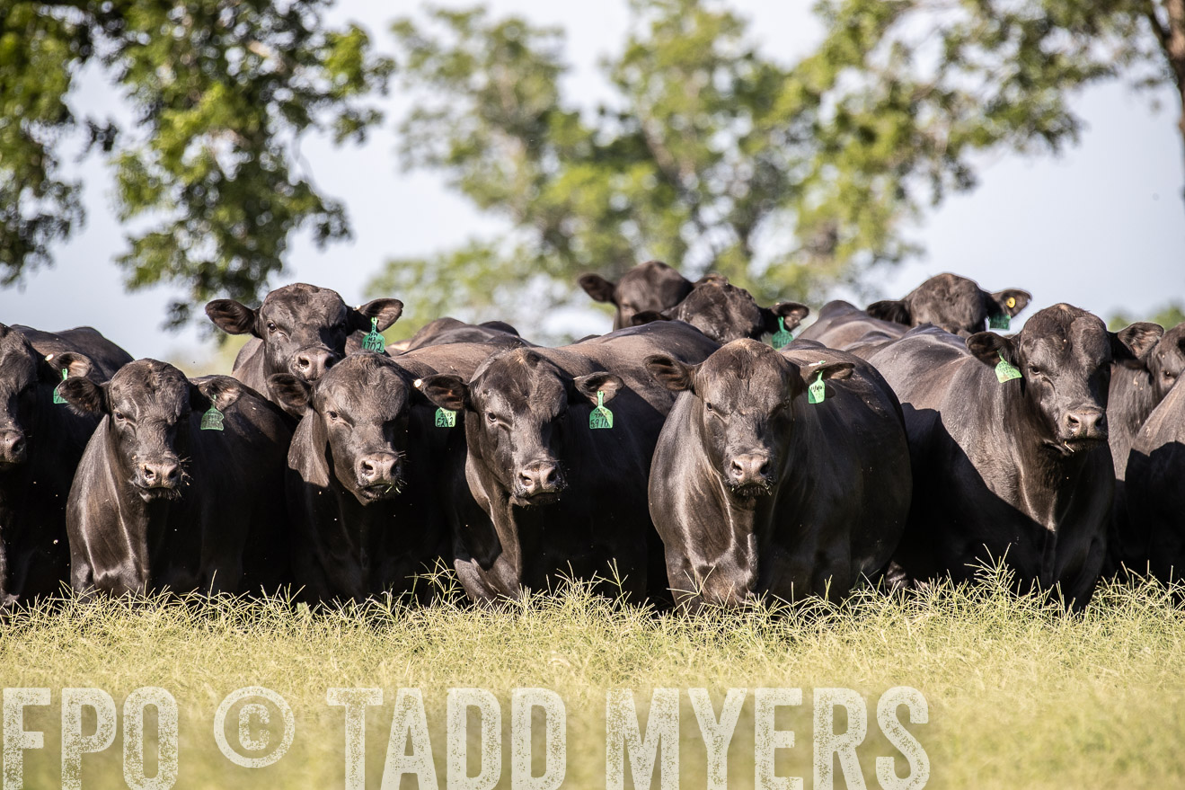 TMyers_44Farms_June2018-0072