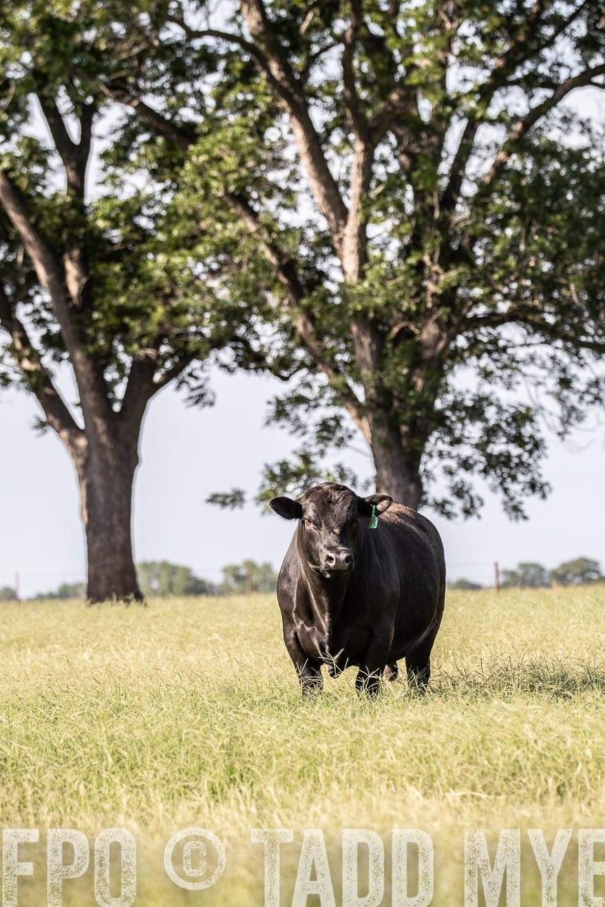TMyers_44Farms_June2018-0083