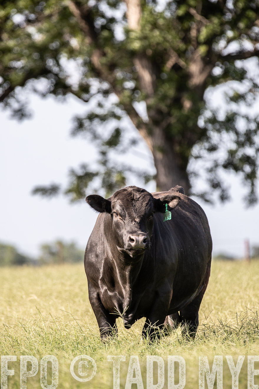 TMyers_44Farms_June2018-0089