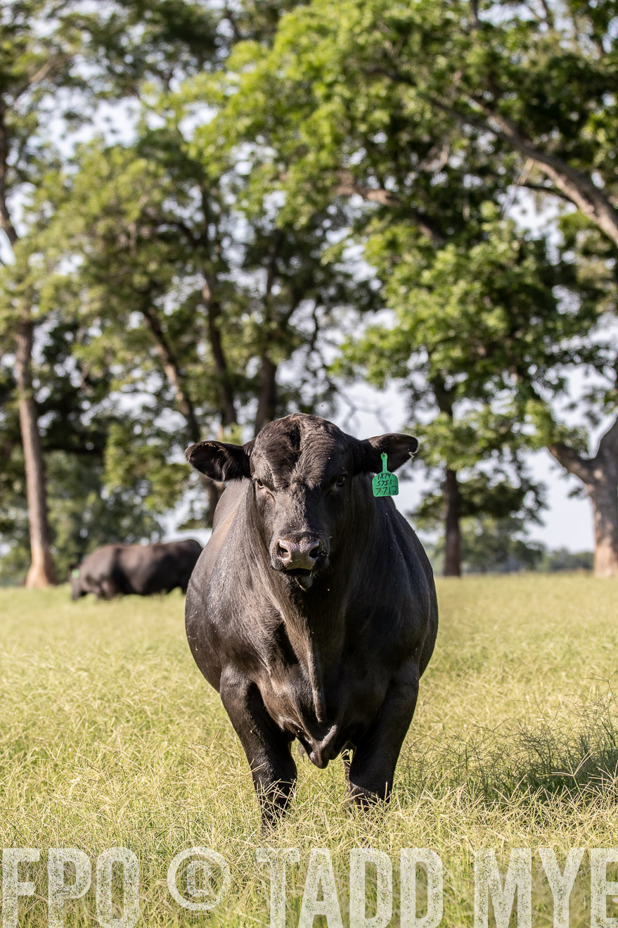 TMyers_44Farms_June2018-0125