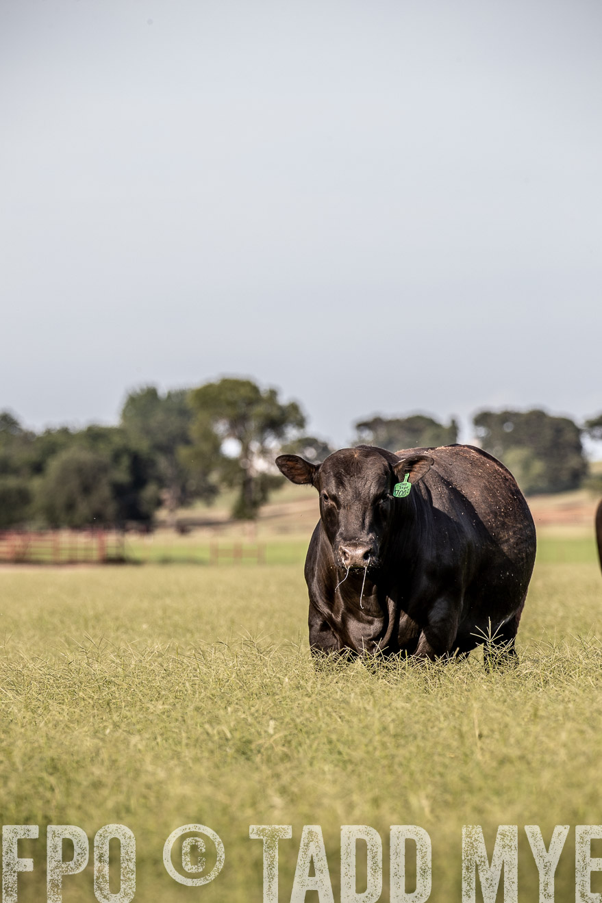 TMyers_44Farms_June2018-0210