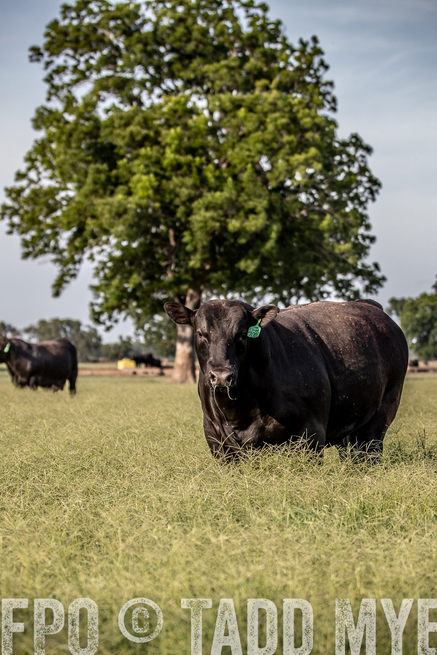 TMyers_44Farms_June2018-0212