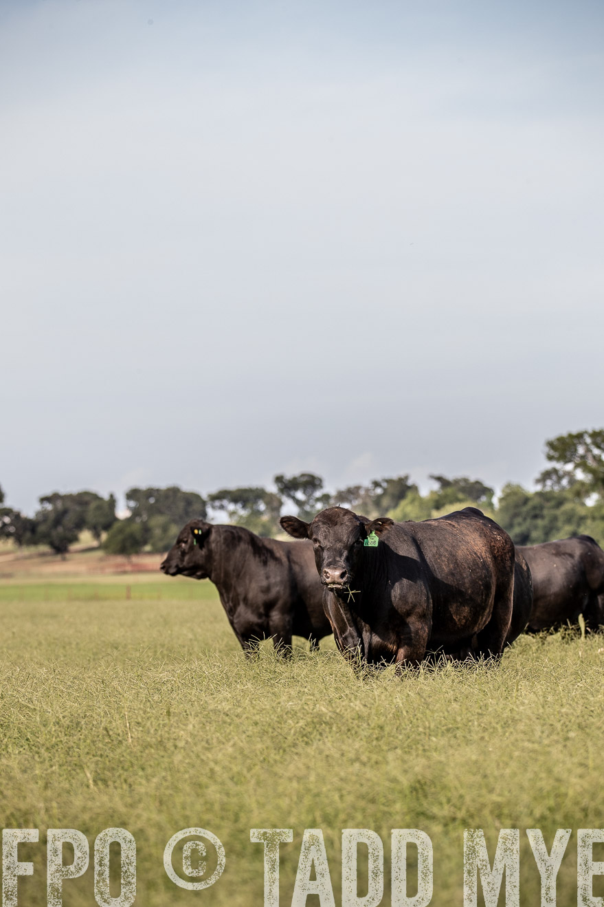TMyers_44Farms_June2018-0222