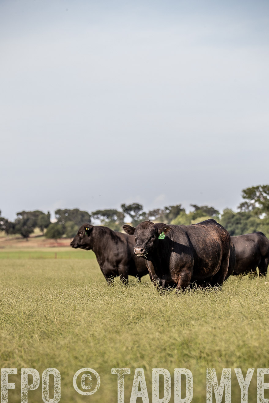 TMyers_44Farms_June2018-0226
