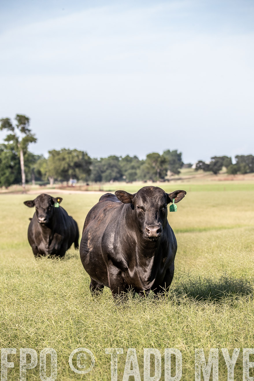 TMyers_44Farms_June2018-0346