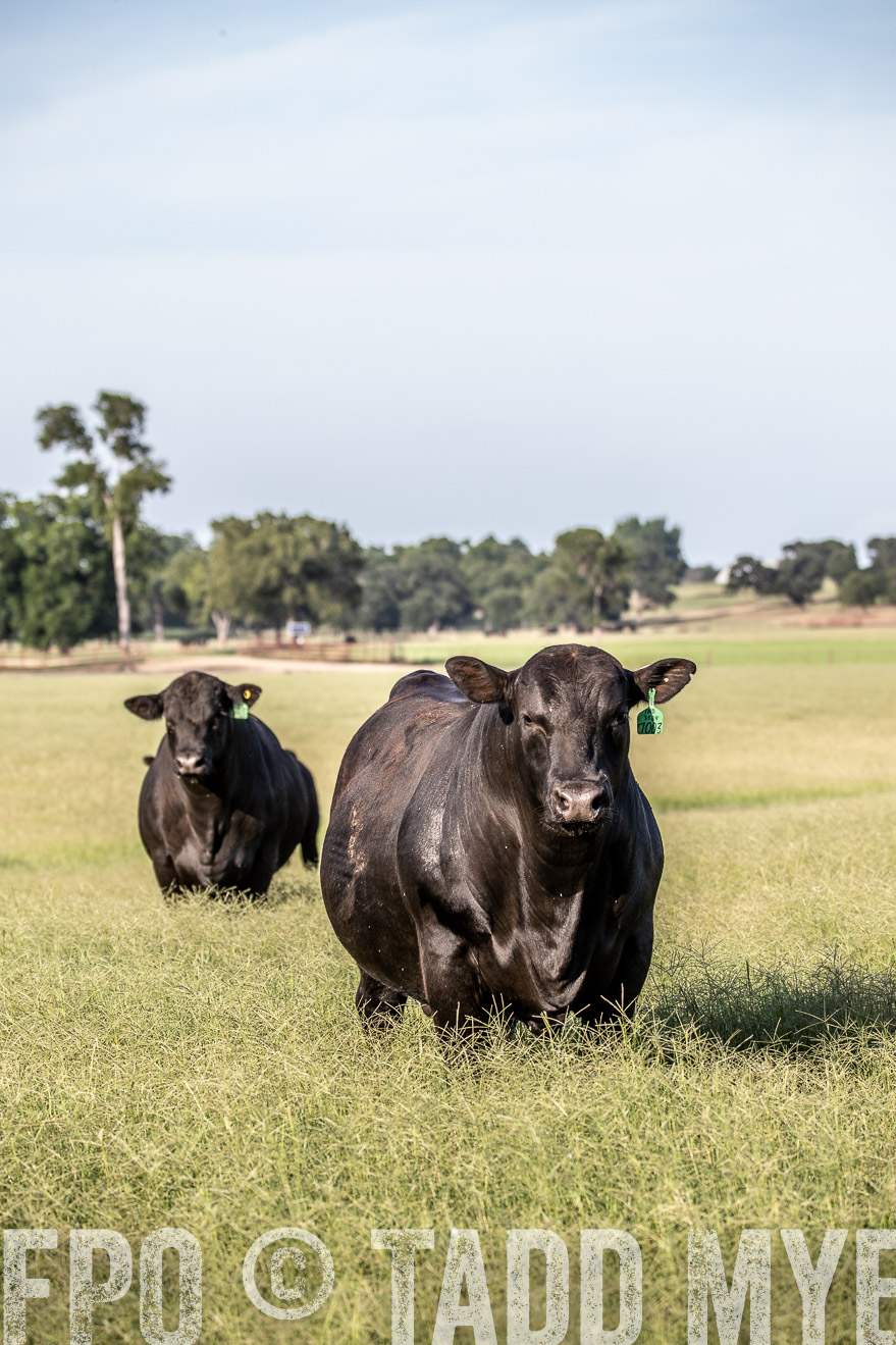 TMyers_44Farms_June2018-0347