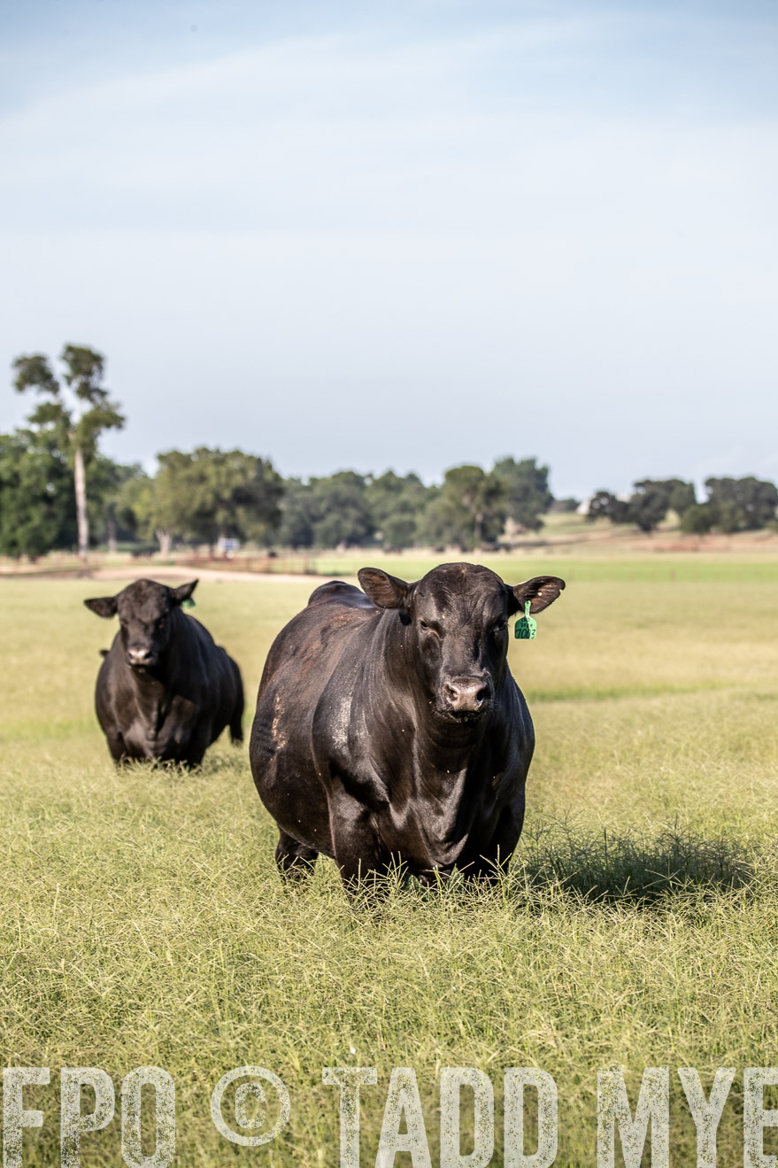 TMyers_44Farms_June2018-0348