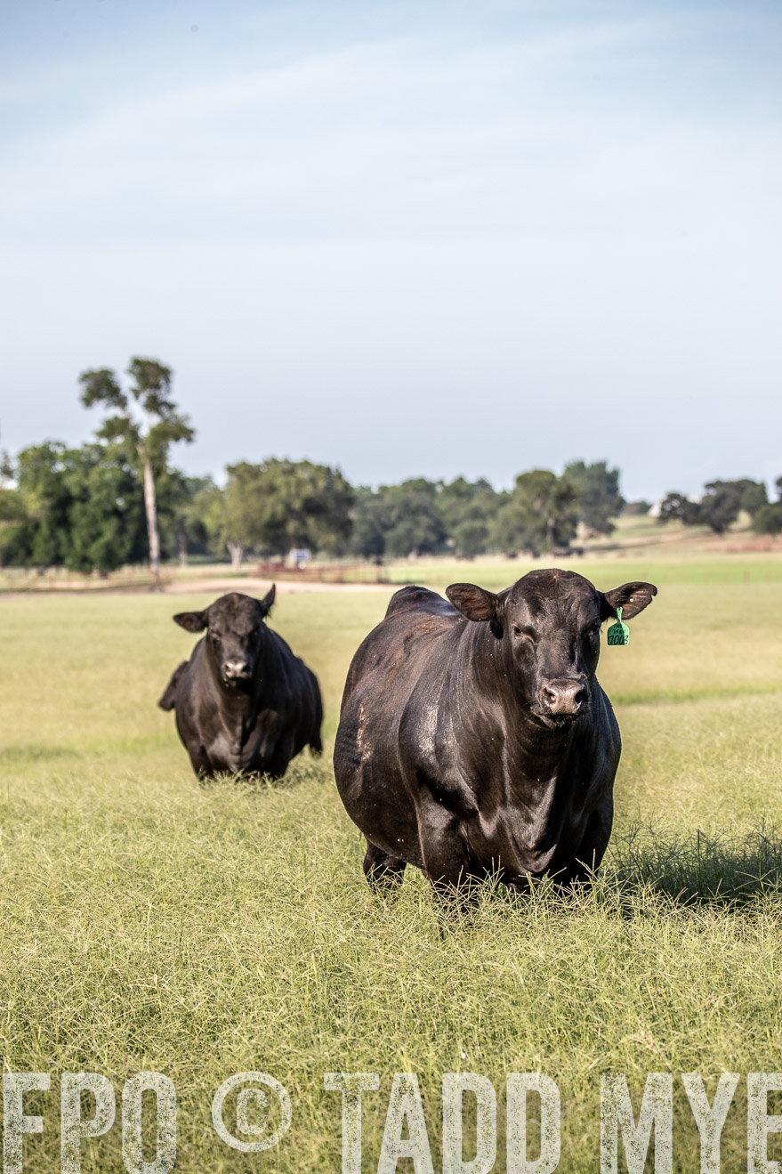 TMyers_44Farms_June2018-0359