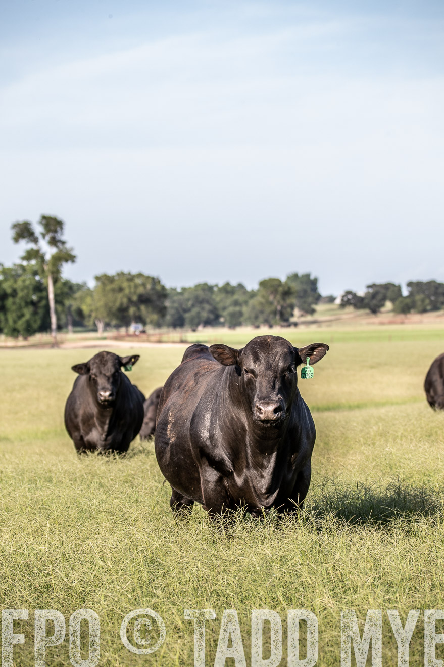 TMyers_44Farms_June2018-0367