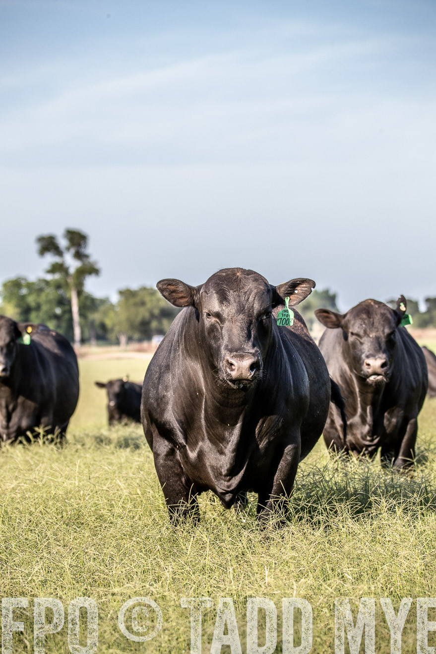 TMyers_44Farms_June2018-0384