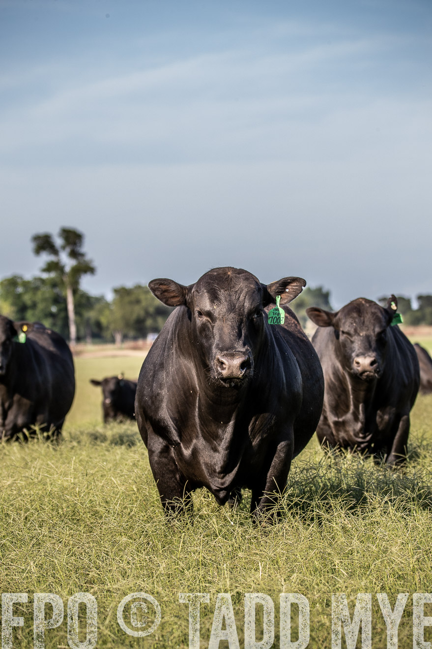 TMyers_44Farms_June2018-0385