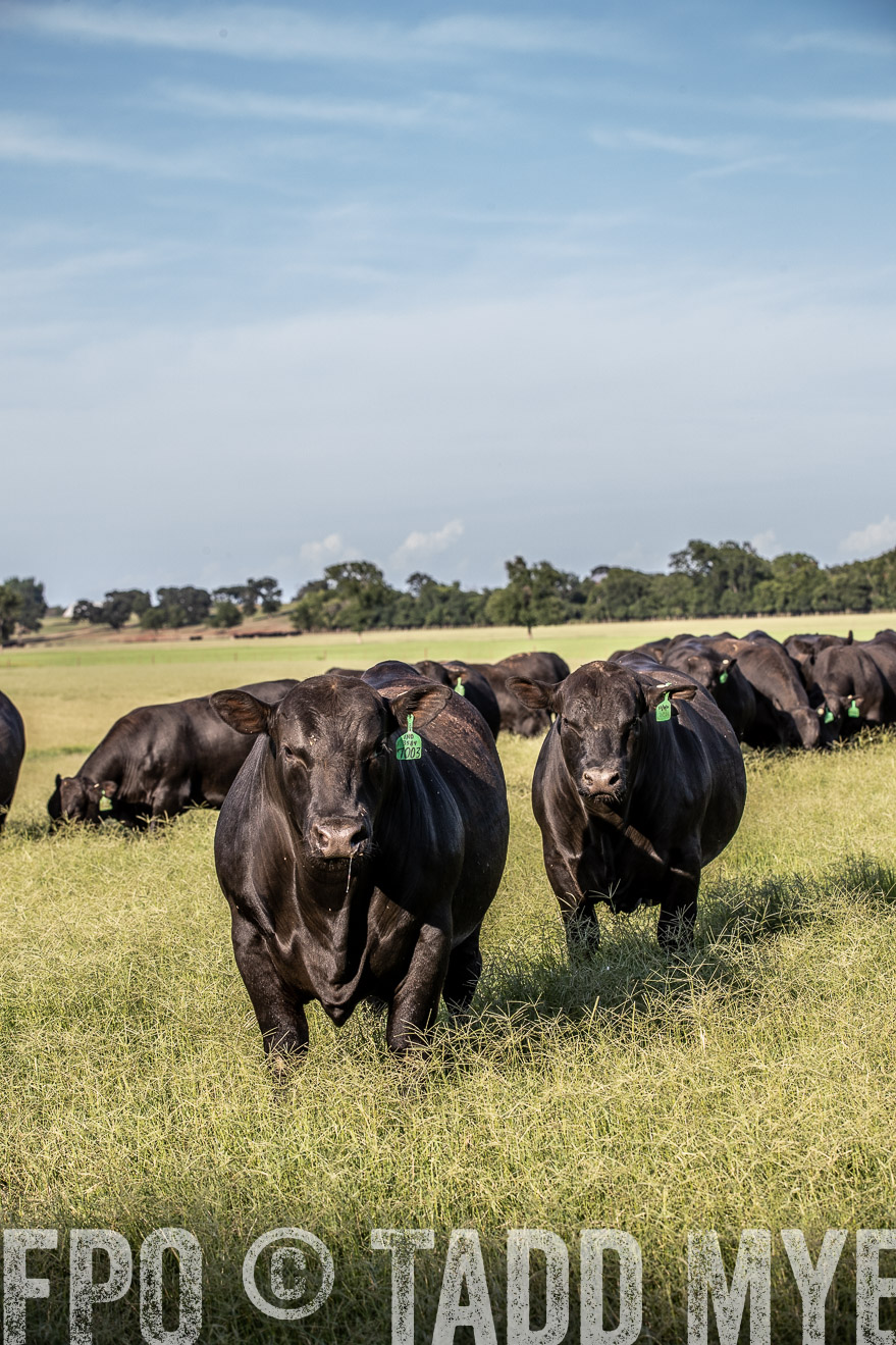 TMyers_44Farms_June2018-0401