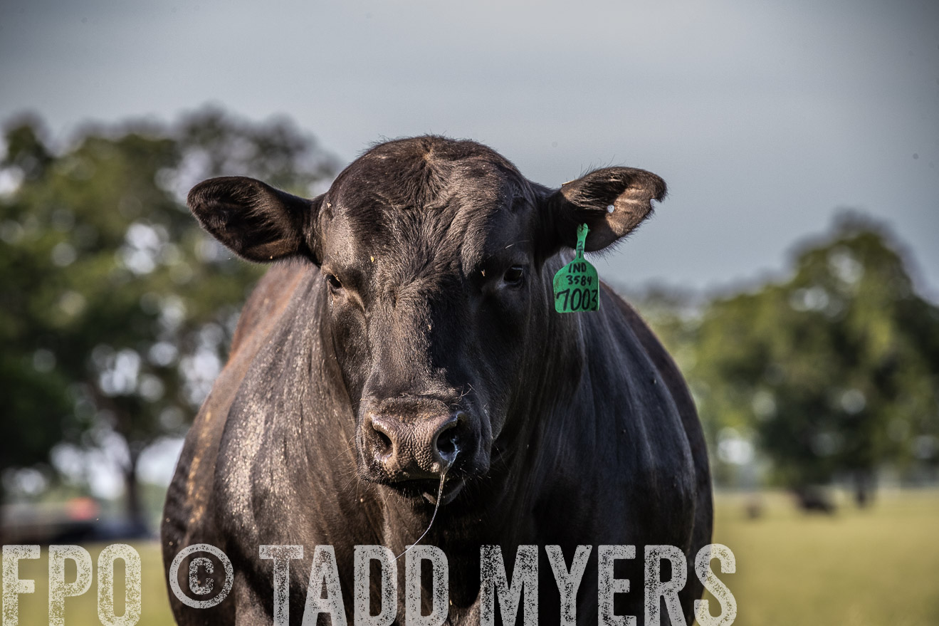 TMyers_44Farms_June2018-0430