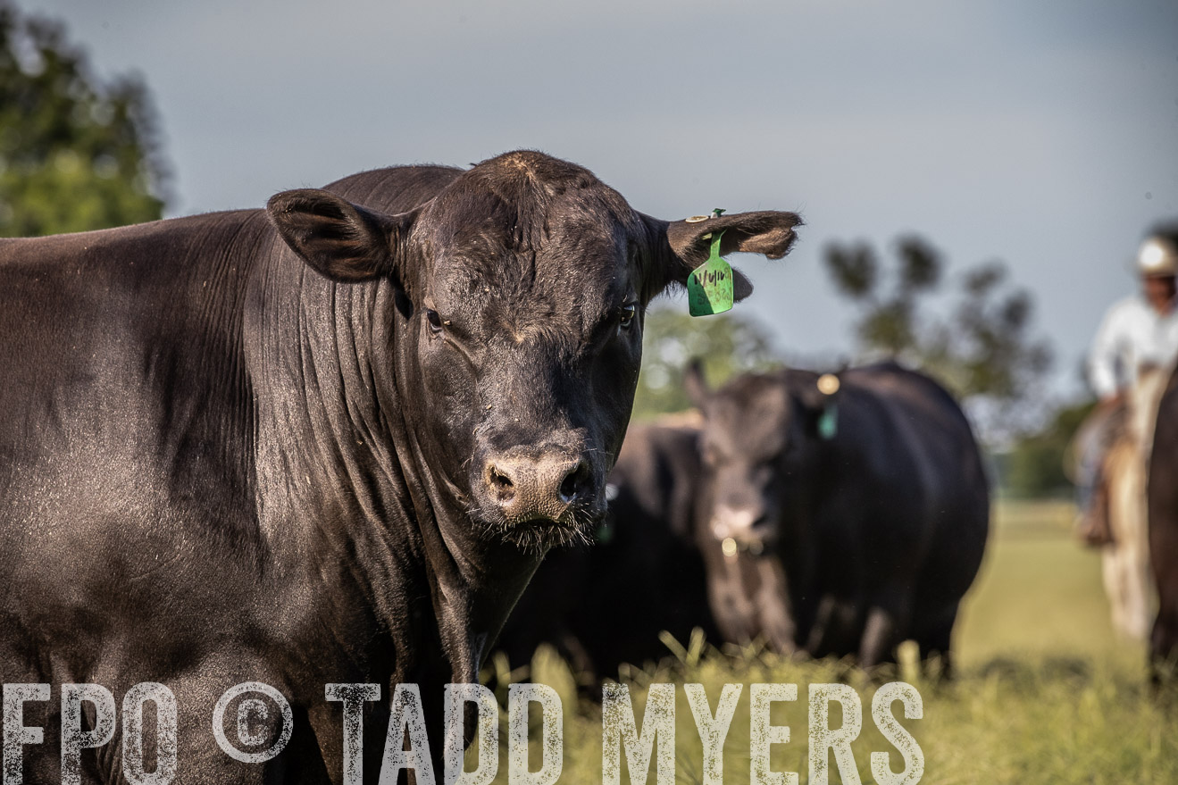 TMyers_44Farms_June2018-0432