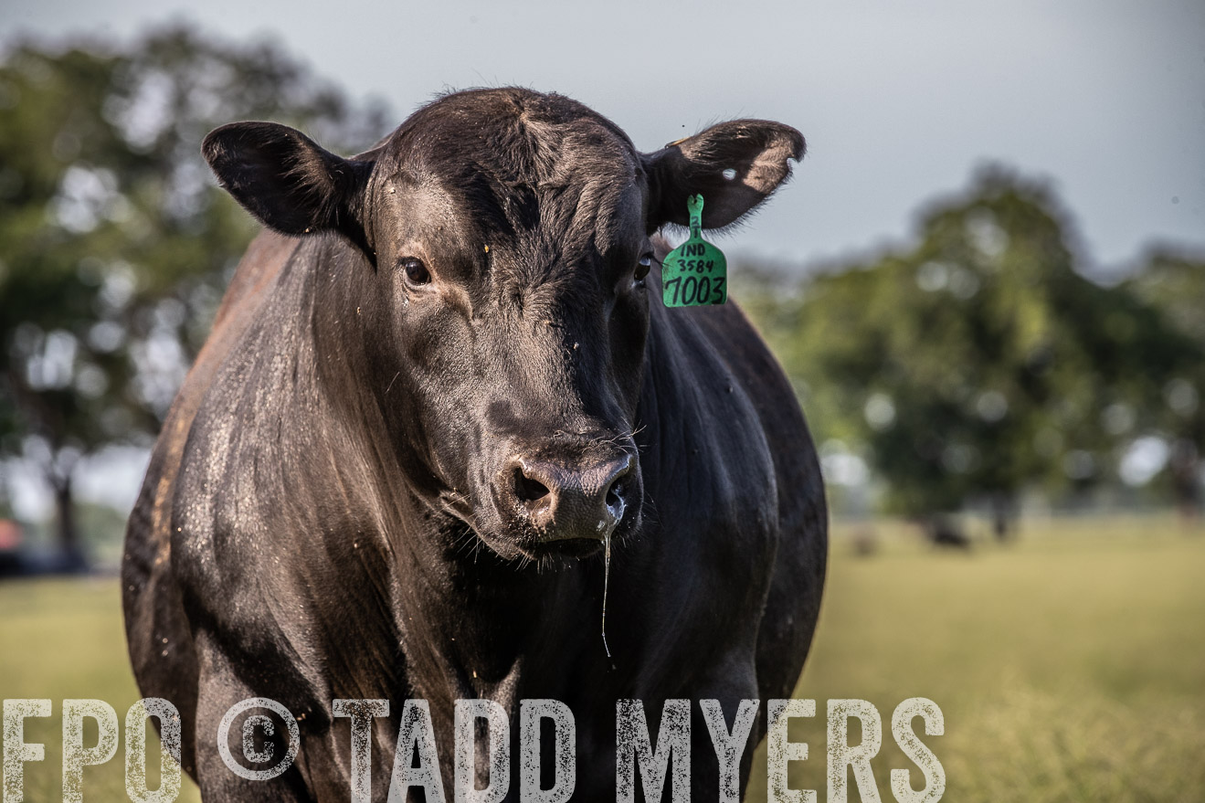 TMyers_44Farms_June2018-0434