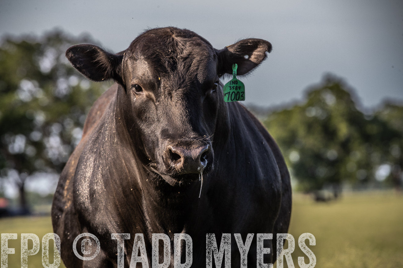 TMyers_44Farms_June2018-0439