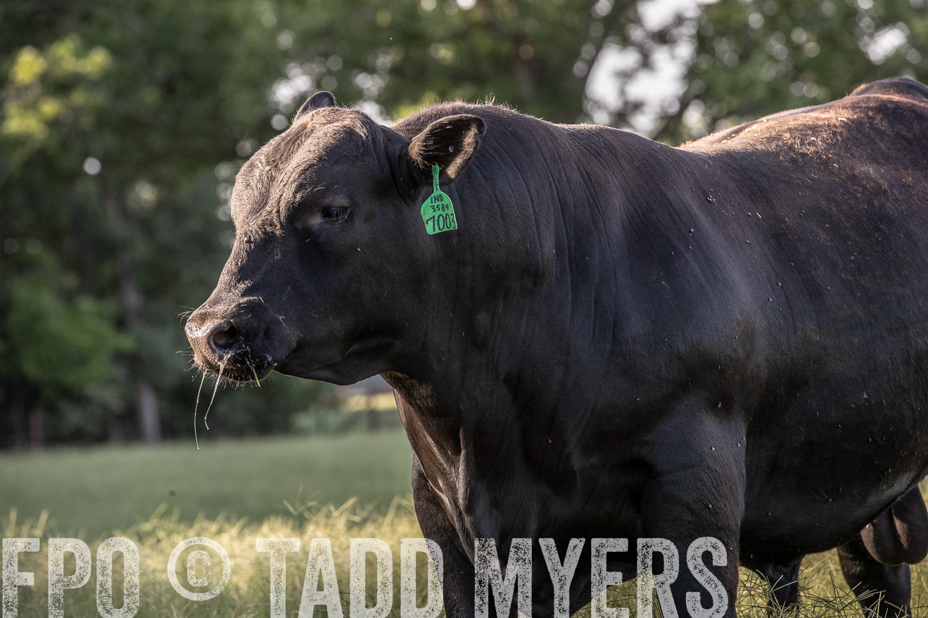 TMyers_44Farms_June2018-0483