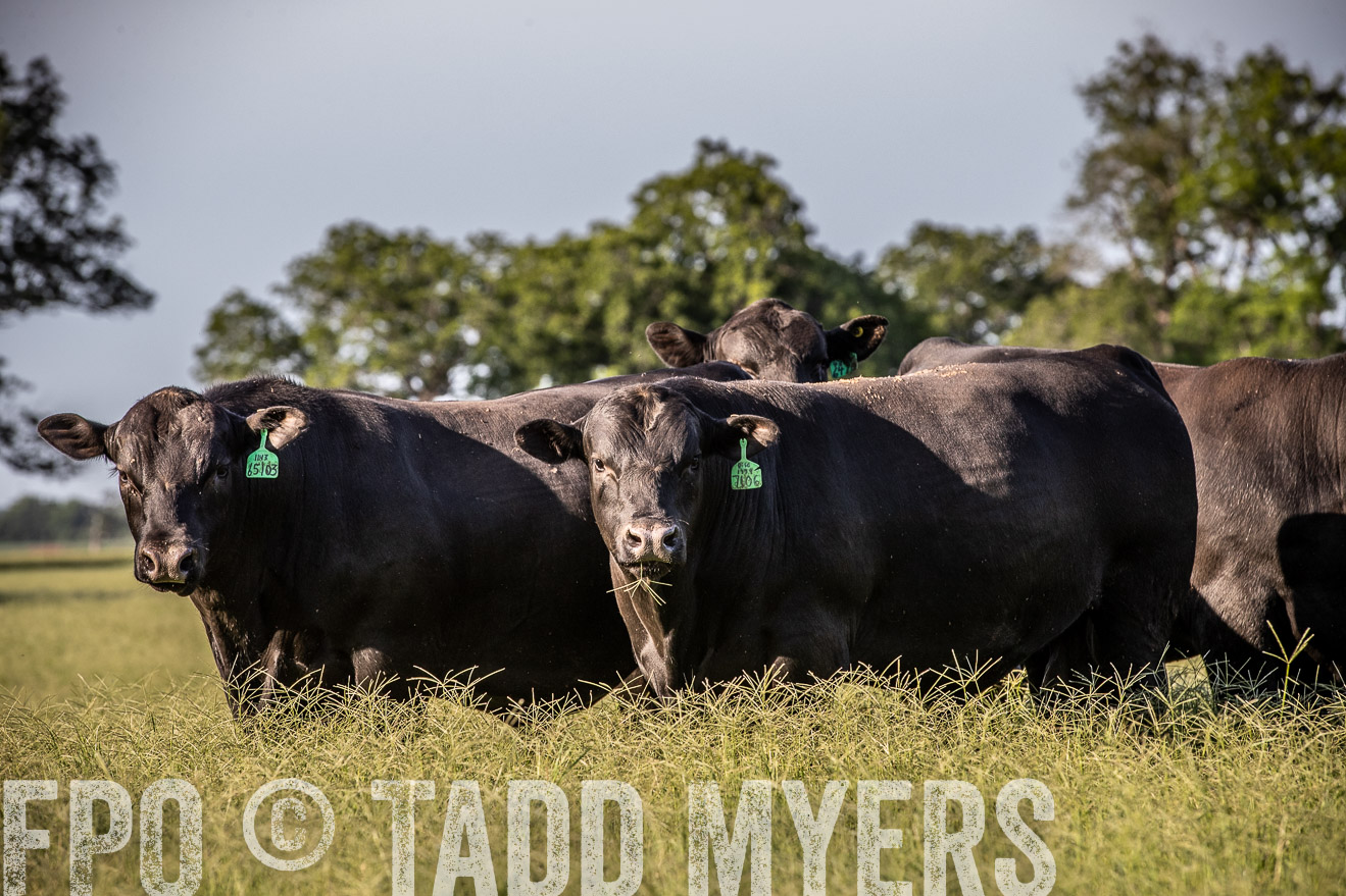 TMyers_44Farms_June2018-0494