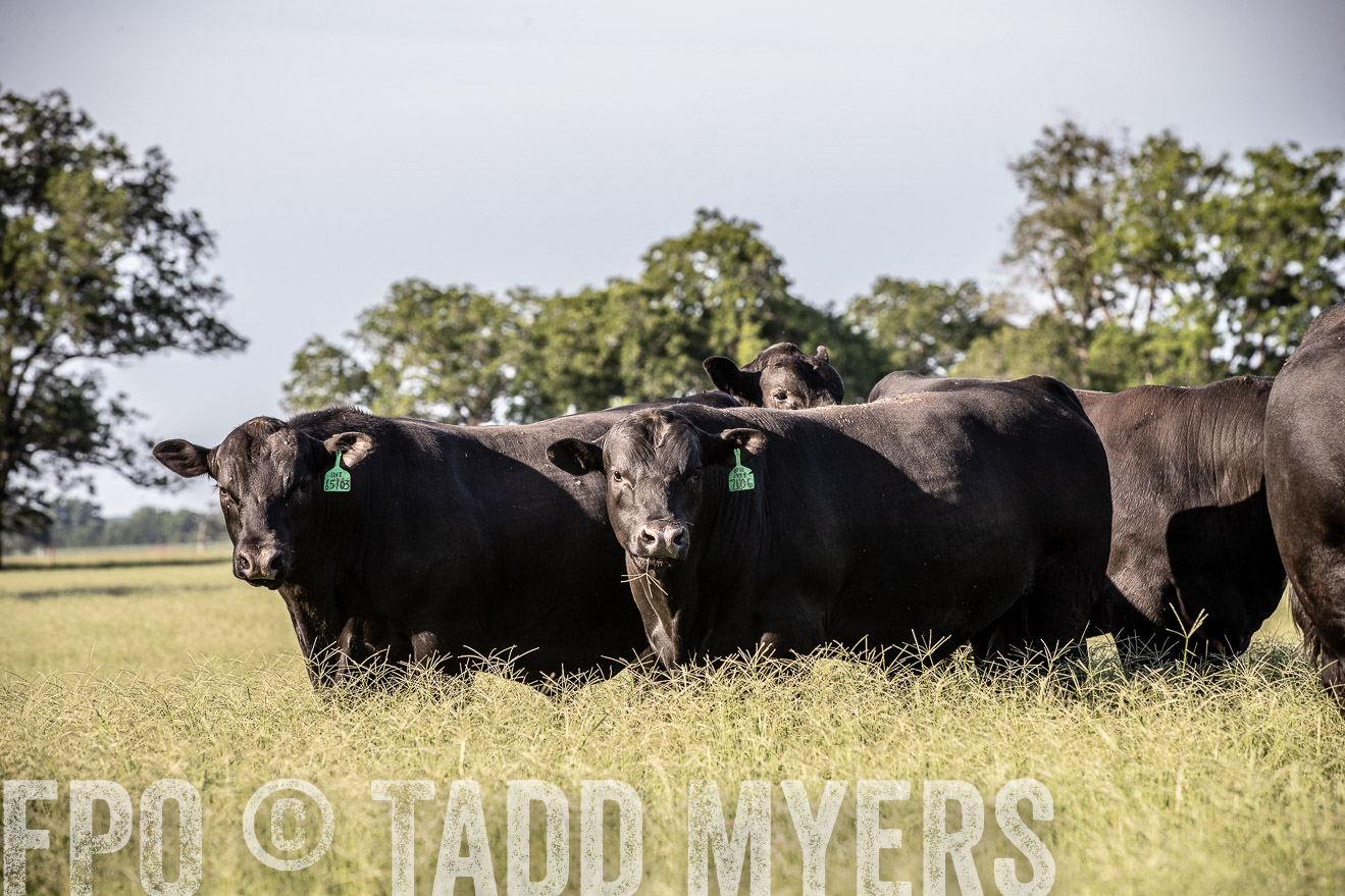 TMyers_44Farms_June2018-0496