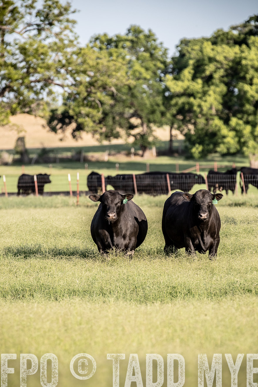 TMyers_44Farms_June2018-0525