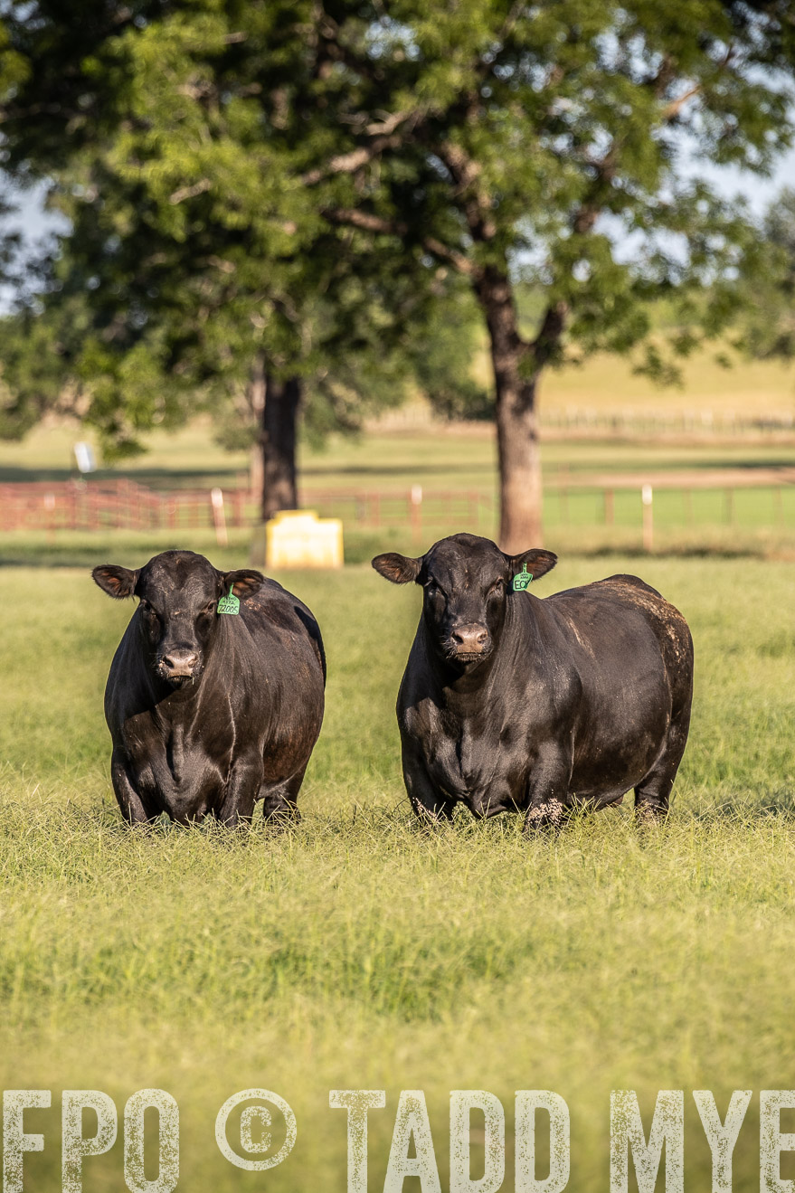 TMyers_44Farms_June2018-0554