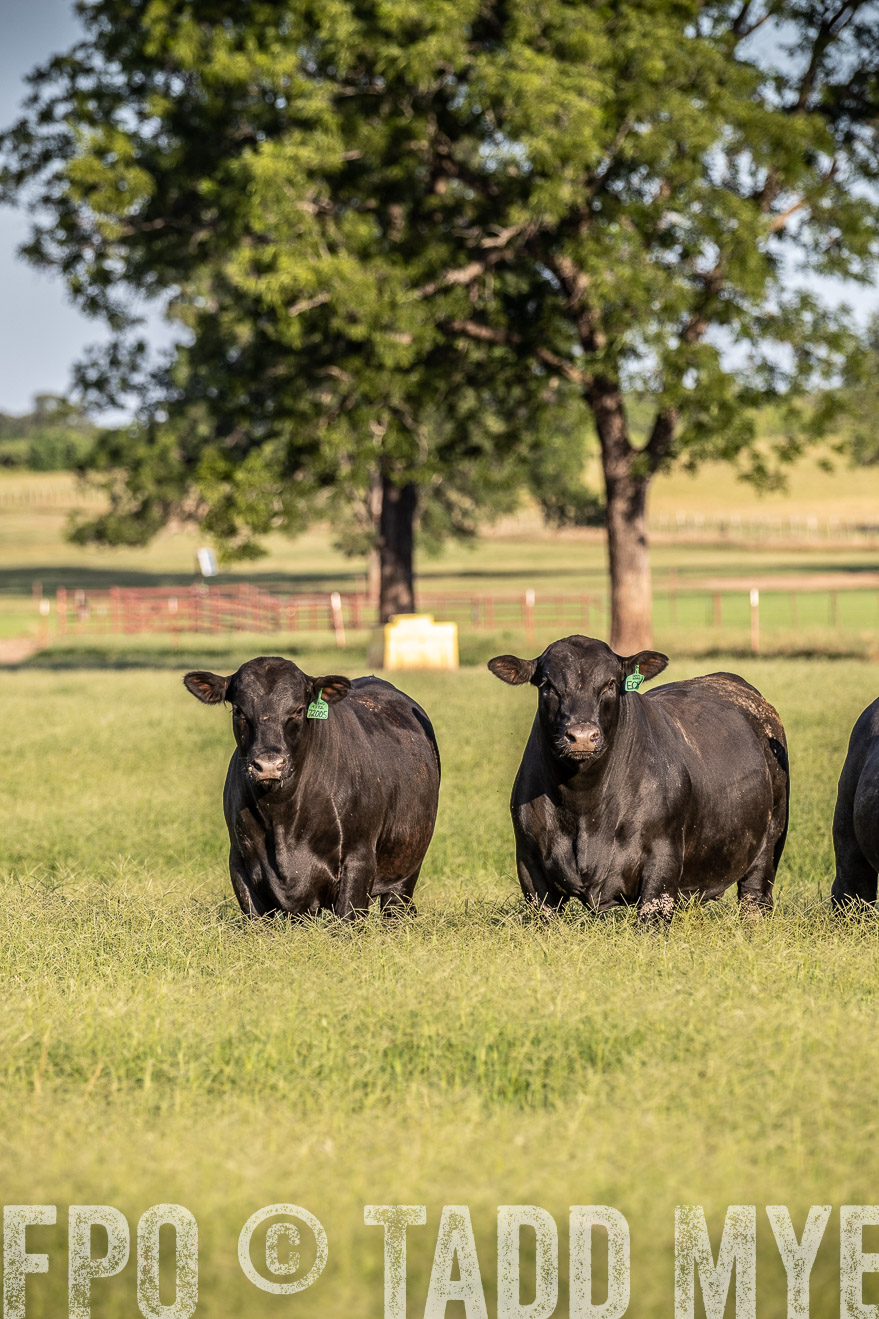 TMyers_44Farms_June2018-0561