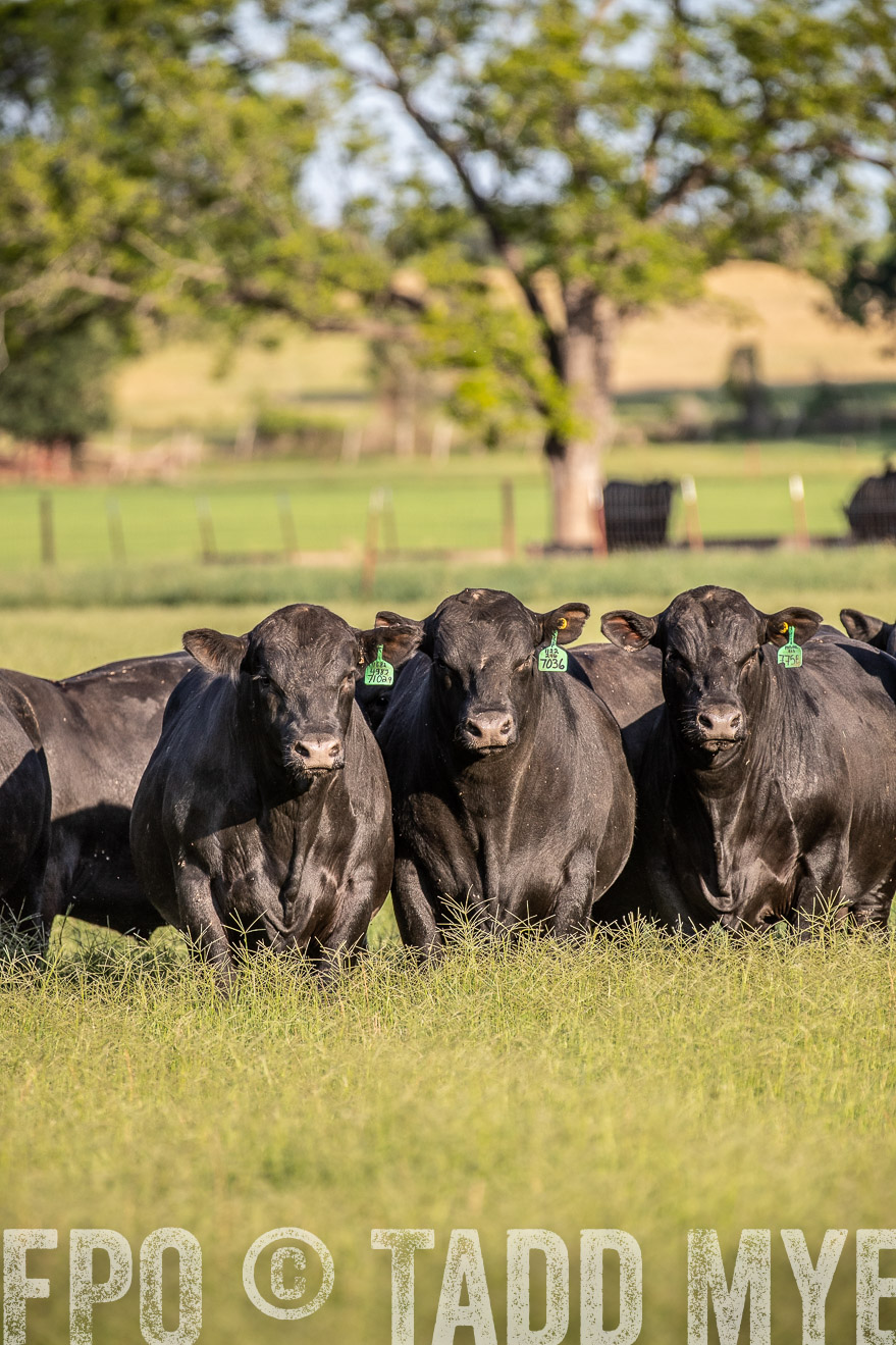 TMyers_44Farms_June2018-0567