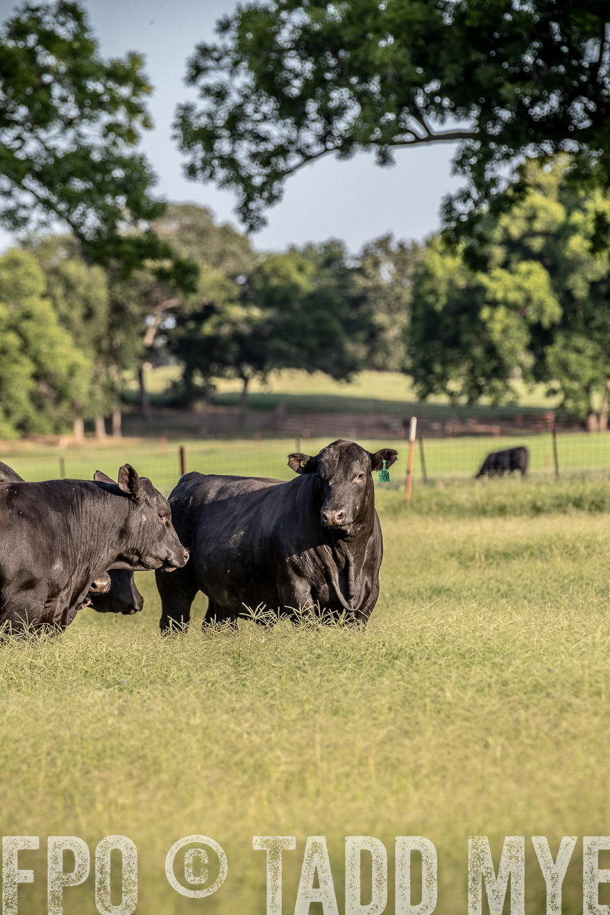 TMyers_44Farms_June2018-0628