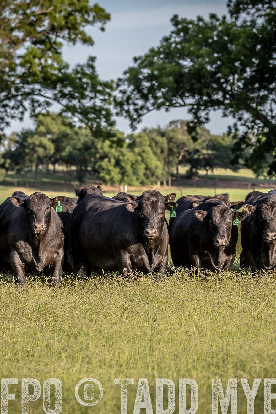 TMyers_44Farms_June2018-0650