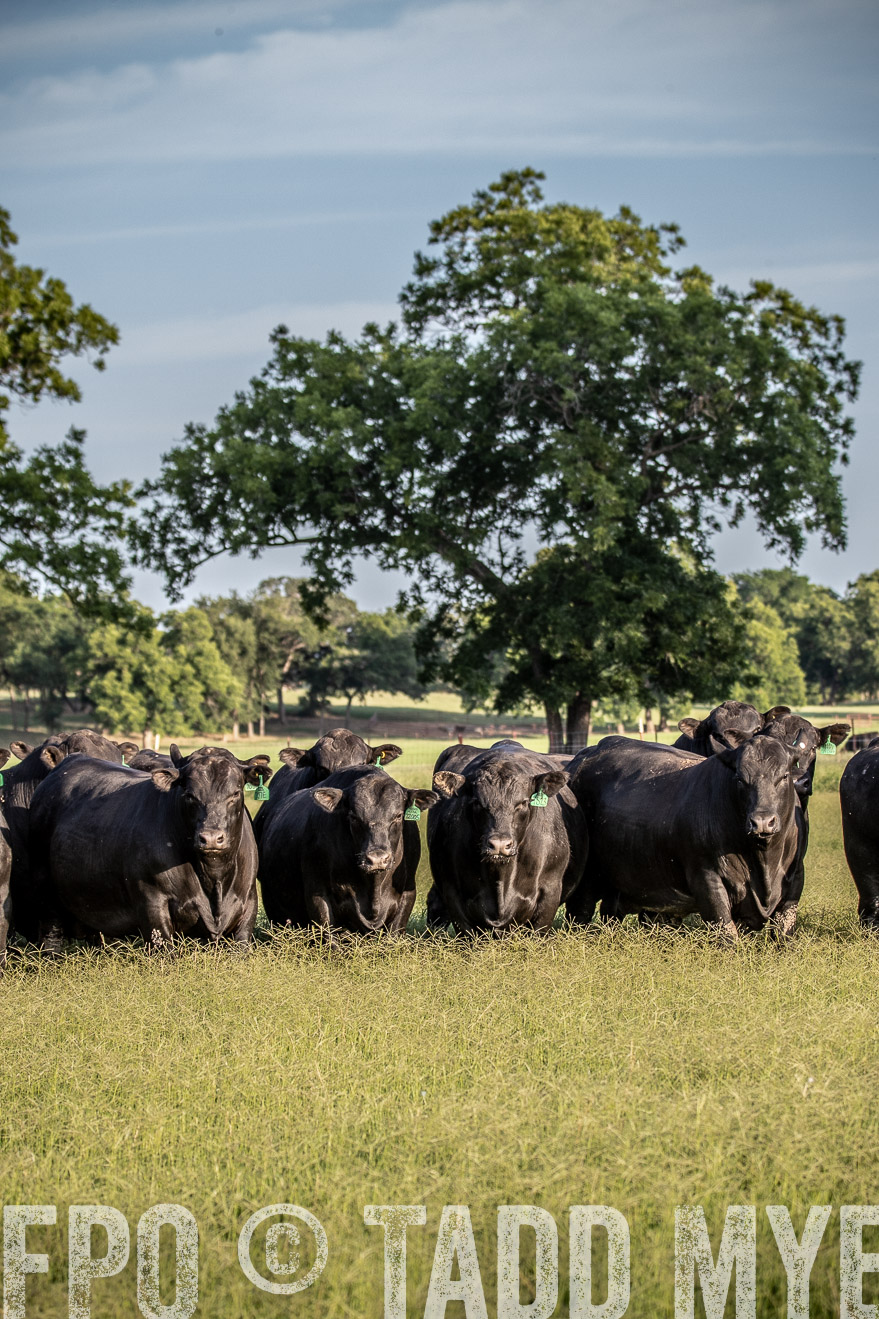 TMyers_44Farms_June2018-0667