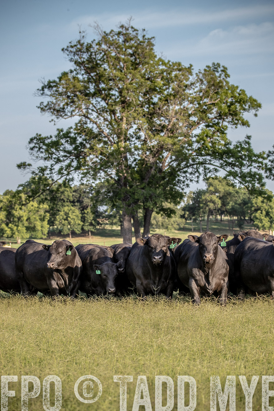 TMyers_44Farms_June2018-0674