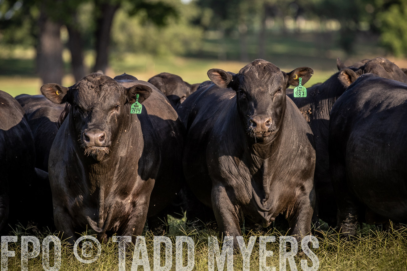 TMyers_44Farms_June2018-0675