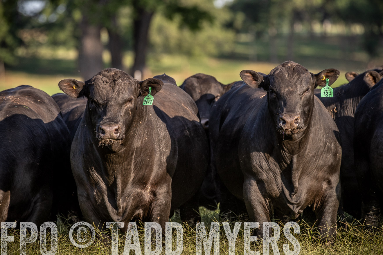 TMyers_44Farms_June2018-0680