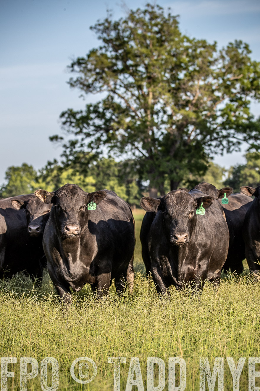 TMyers_44Farms_June2018-0732