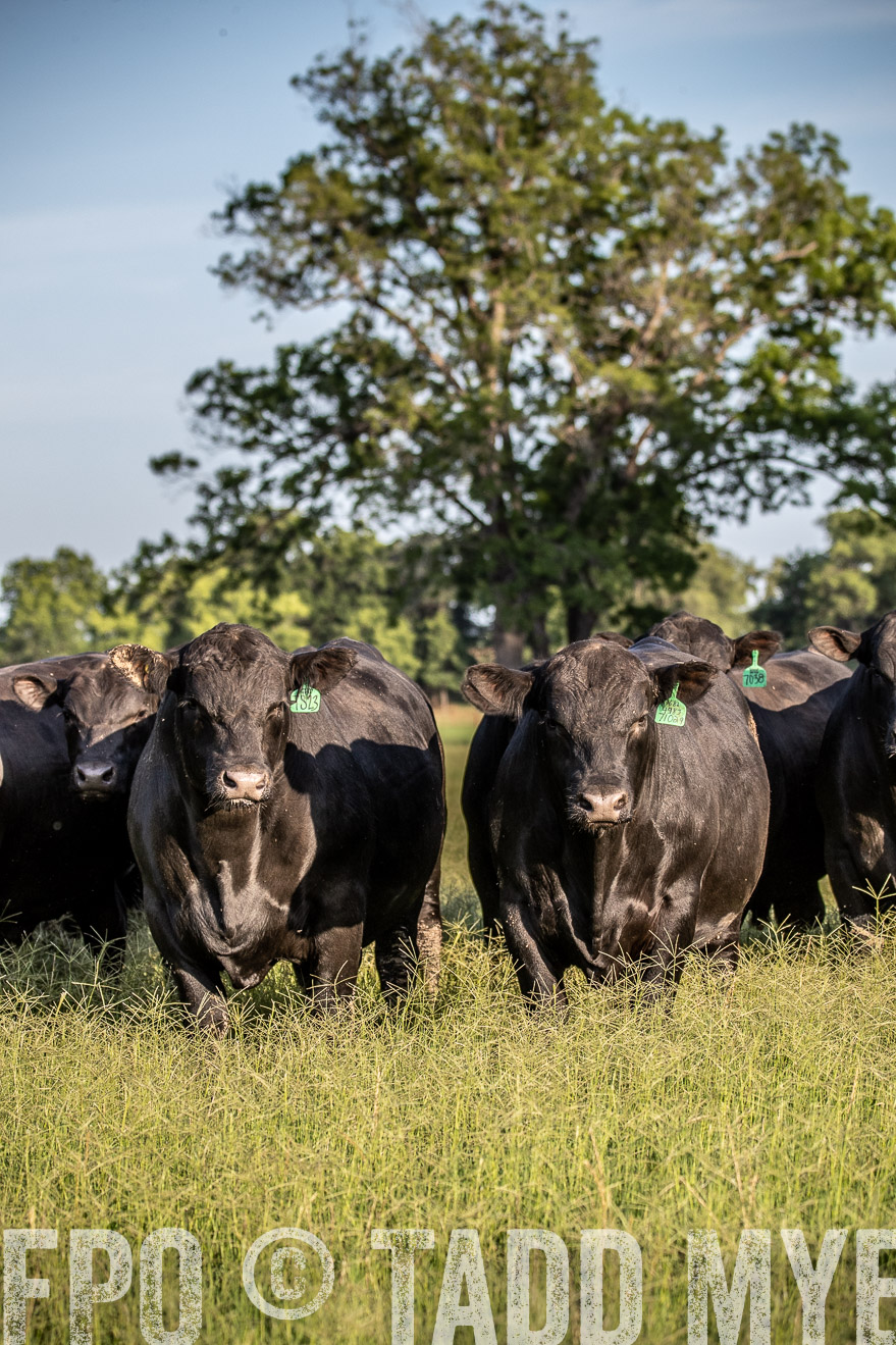 TMyers_44Farms_June2018-0734