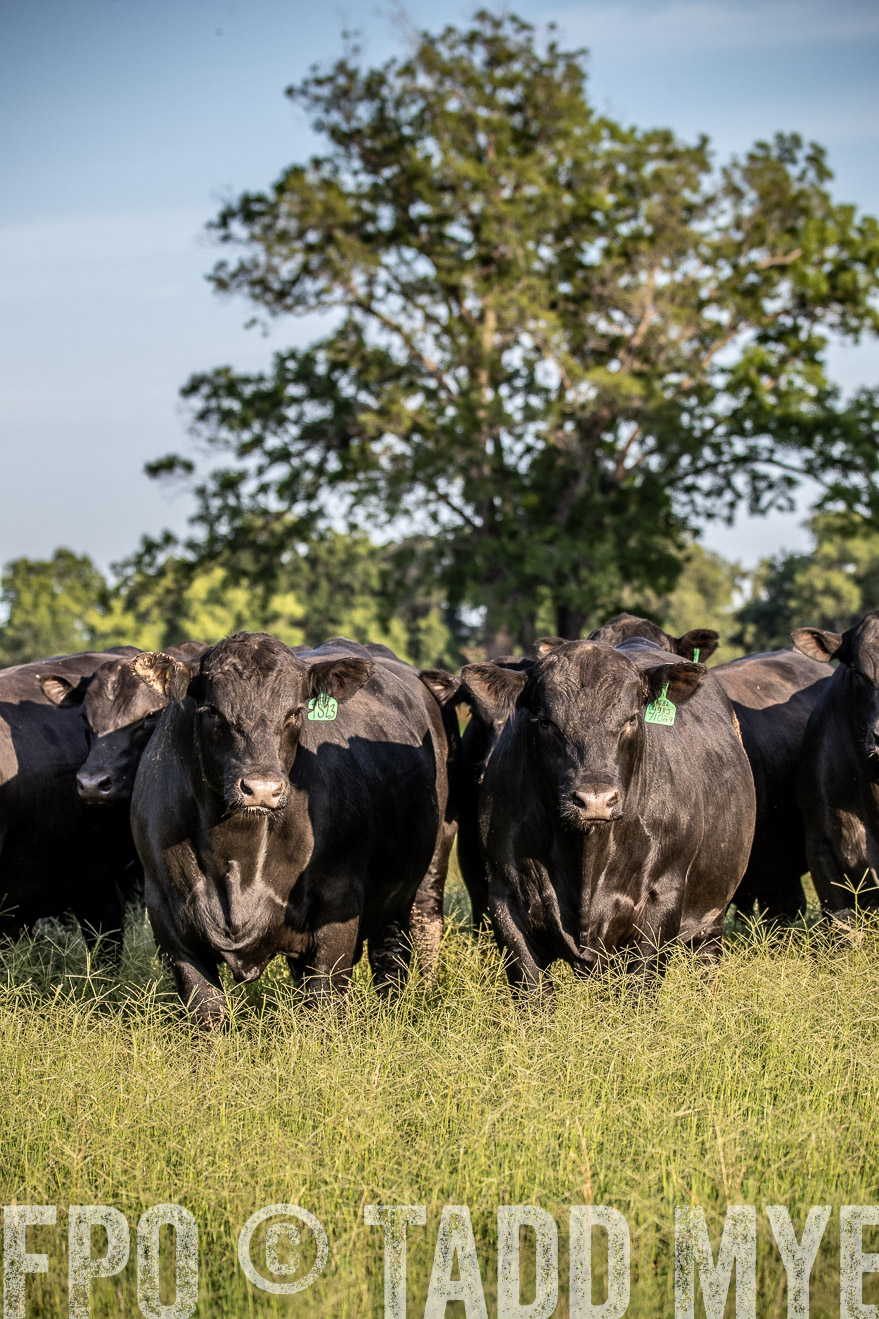 TMyers_44Farms_June2018-0740