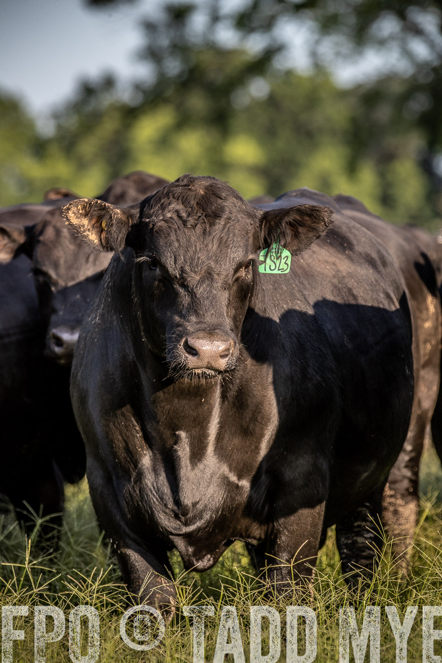 TMyers_44Farms_June2018-0749