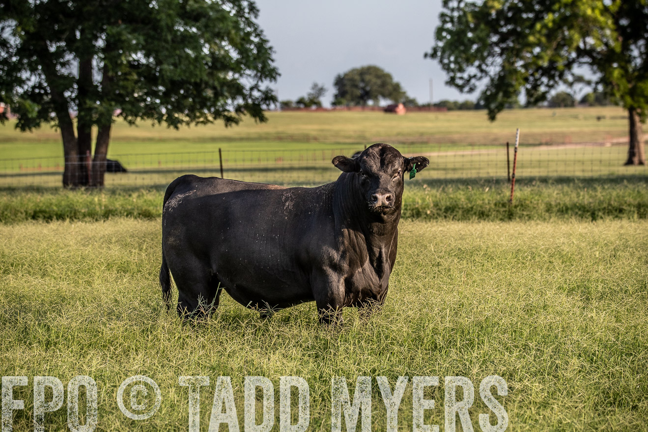 TMyers_44Farms_June2018-0820
