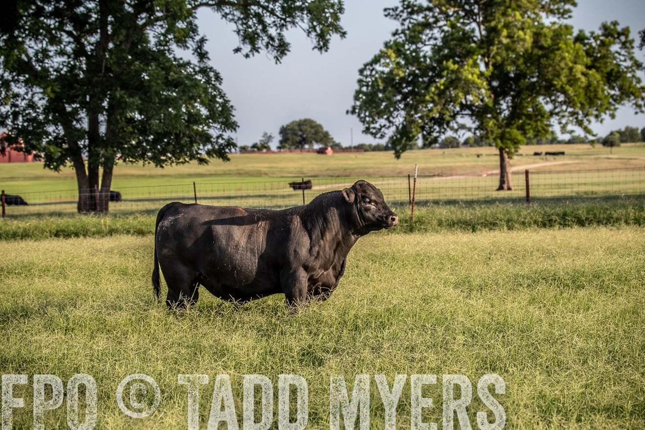 TMyers_44Farms_June2018-0827
