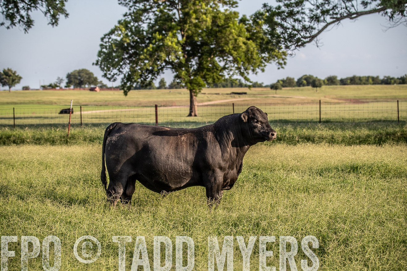 TMyers_44Farms_June2018-0833