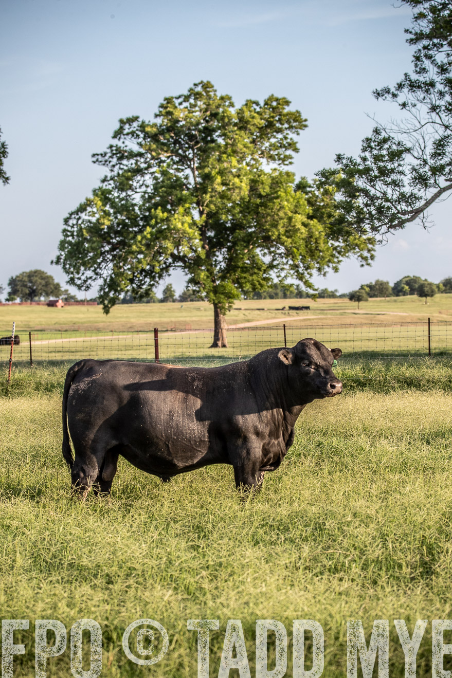 TMyers_44Farms_June2018-0835