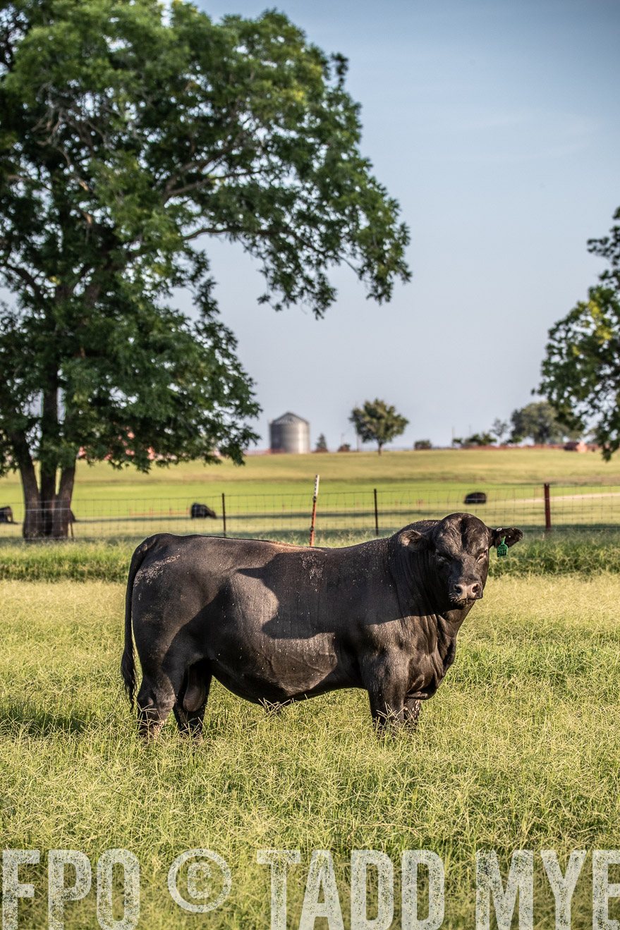 TMyers_44Farms_June2018-0842
