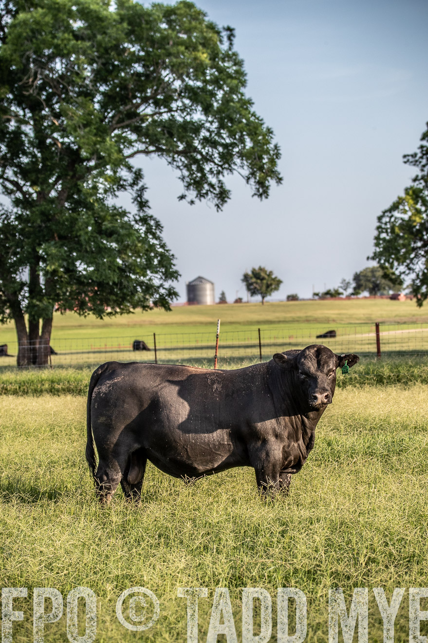 TMyers_44Farms_June2018-0844